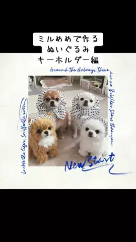 チワワのナッツとミルク&めめのTikTok投稿