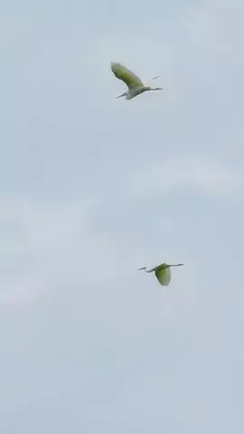 måökåのTikTok投稿