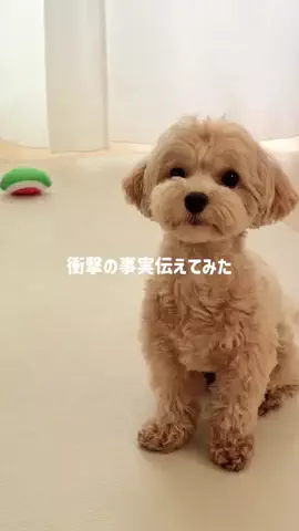 マルプー モコのTikTok投稿