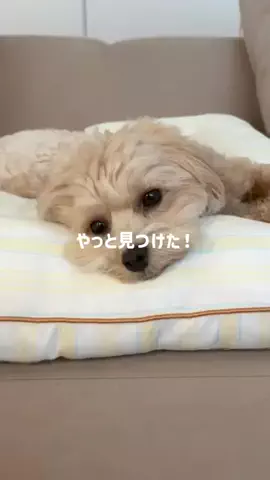 マルプー モコのTikTok投稿