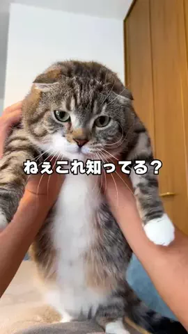 ねこぞー@猫のお役立ち情報のTikTok投稿