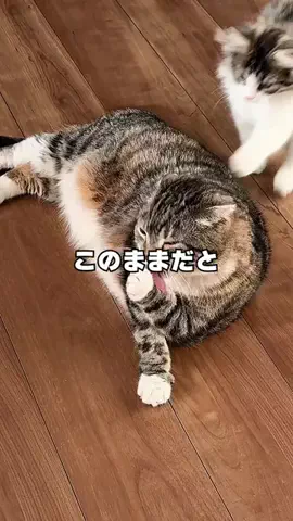 ねこぞー@猫のお役立ち情報のTikTok投稿
