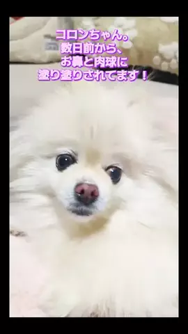 にゃんコロンちゃん♪のTikTok投稿