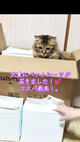 にゃんコロンちゃん♪のTikTok投稿