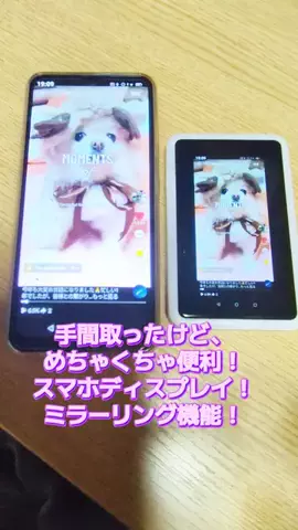 にゃんコロンちゃん♪のTikTok投稿