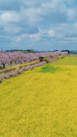 空飛ぶイルカのTikTok投稿
