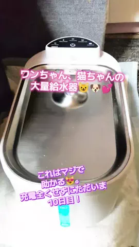にゃんコロンちゃん♪のTikTok投稿