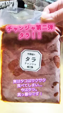 にゃんコロンちゃん♪のTikTok投稿