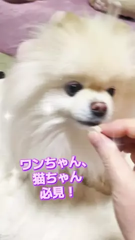 にゃんコロンちゃん♪のTikTok投稿