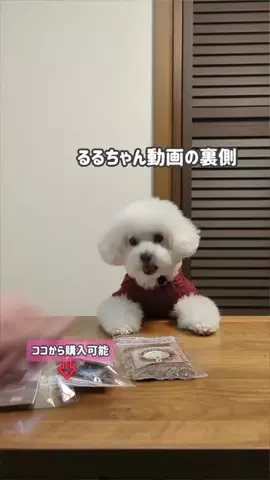 るるちゃんねるのTikTok投稿