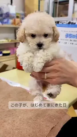 るるちゃんねるのTikTok投稿