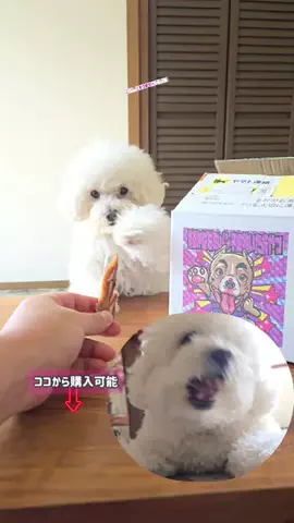 るるちゃんねるのTikTok投稿