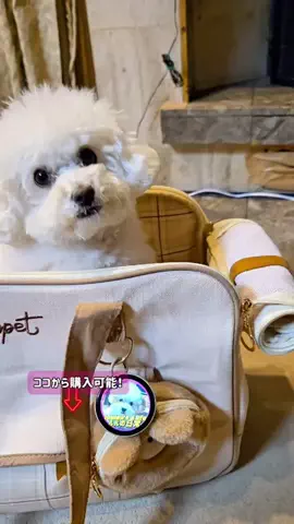るるちゃんねるのTikTok投稿