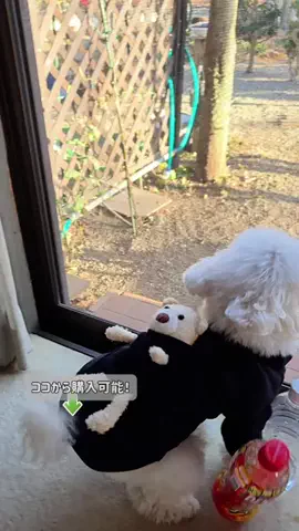 るるちゃんねるのTikTok投稿