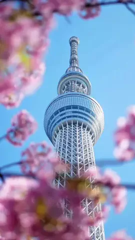 bassetts.boukenのTikTok投稿