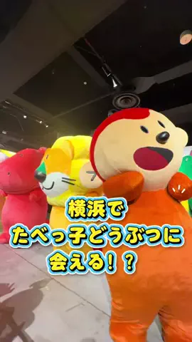 お散歩とんこつくん@ことは🐹のTikTok投稿