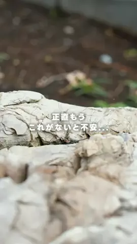 ポールの浪漫のTikTok投稿