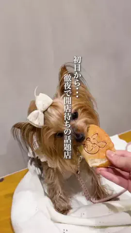 wannavi_mediaのTikTok投稿