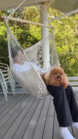 wannavi_mediaのTikTok投稿