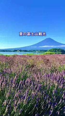 おでかけポコのTikTok投稿