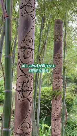 みみのTikTok投稿