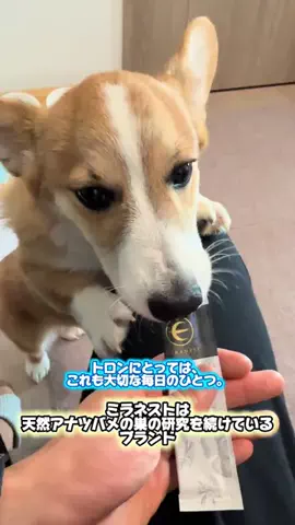 トロンのTikTok投稿