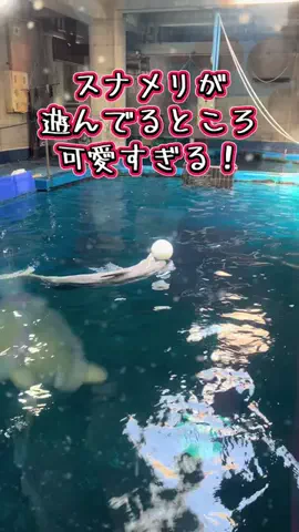 ミカマイ📺元ADゆるっと取材🌈のTikTok投稿
