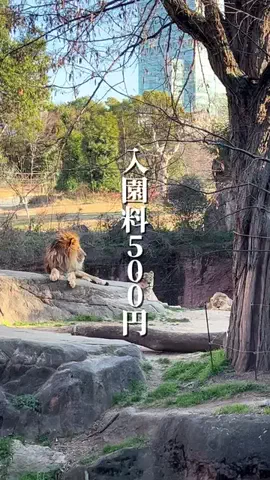 さき^._.^♡のTikTok投稿