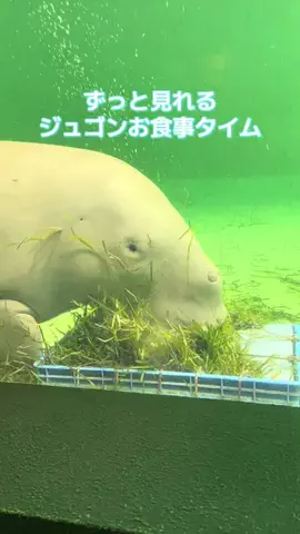 ミカマイ📺元ADゆるっと取材🌈のTikTok投稿