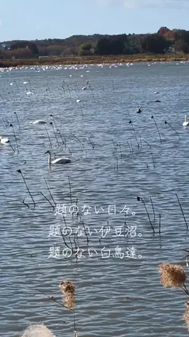 だいけんのTikTok投稿