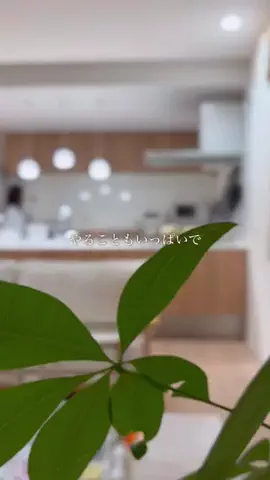 ここのTikTok投稿