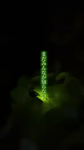 odawara.gourmetのTikTok投稿