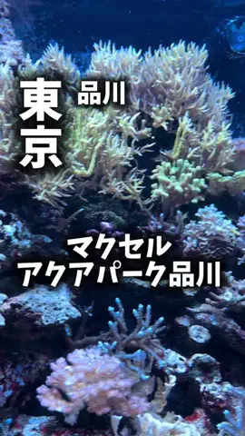 関西ごはんのTikTok PR投稿：限界OLのおでかけ紹介！品川でただ水族館行って終わりじ…