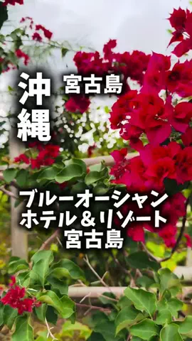 関西ごはんのTikTok PR投稿：限界OLのホテル紹介！宮古島で海を見て終わりじゃなく、…
