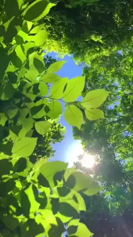 あおいちゃんのTikTok投稿
