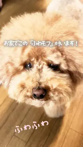ゆか|わんこ暮らしの応援隊のTikTok投稿