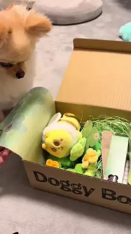 ポメチワのポア🐶🎀のTikTok投稿