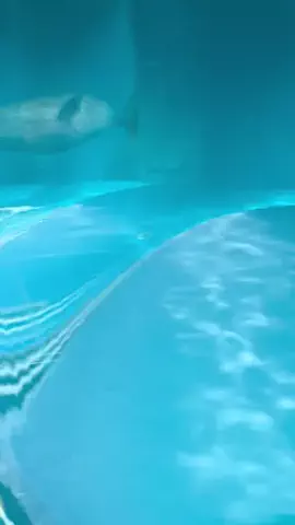 ディアルセウスのTikTok投稿