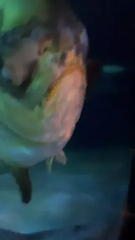ディアルセウスのTikTok投稿