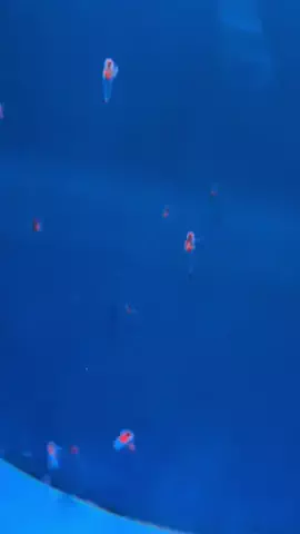 ディアルセウスのTikTok投稿