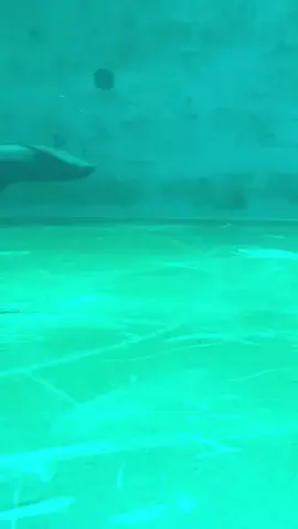 ディアルセウスのTikTok投稿