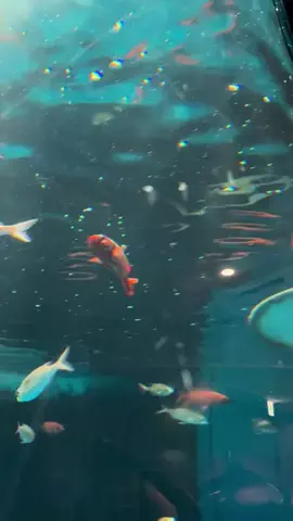 ディアルセウスのTikTok投稿