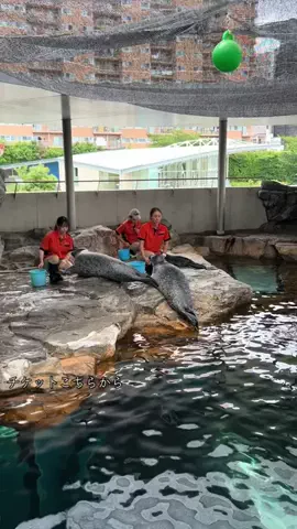 ディアルセウスのTikTok投稿