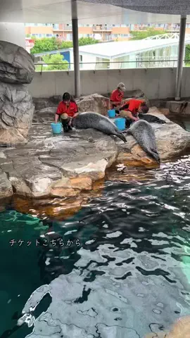 ディアルセウスのTikTok投稿