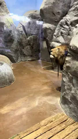 ディアルセウスのTikTok投稿