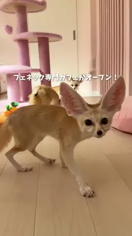 ゆみ | 東京発のお出かけ情報まとめのTikTok投稿