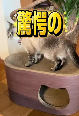 ひげおとめ🍦のTikTok投稿