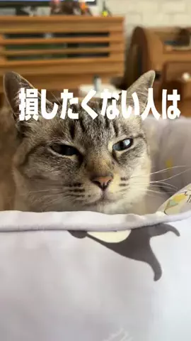 ひげおとめ🍦のTikTok投稿