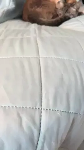 ひげおとめ🍦のTikTok投稿