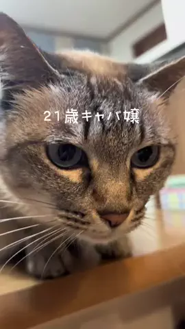 ひげおとめ🍦のTikTok投稿